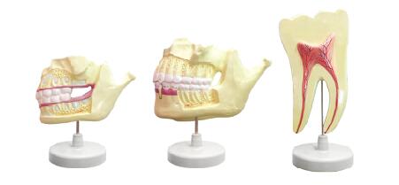 ZM1048 乳牙恒牙牙列模型