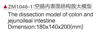 ZM1046-1 空肠内面放大模型