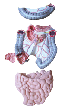 ZM1046 结肠空、回肠解剖