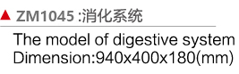 ZM1045 消化系统模型