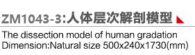 ZM1043-3 人体层次解剖模型示教台