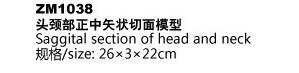 ZM1038 头颈部正中矢状切面模型