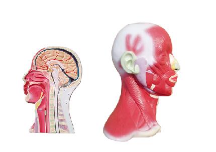 ZM1037 头颈部局解模型