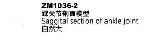 ZM1036-2 踝关节剖面模型