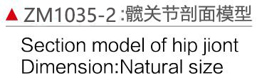 ZM1035-2 髋关节剖面模型