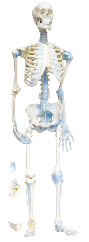 ZM1033 人体骨连接模型