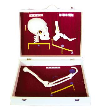 ZM1031  人体骨杠杆分类模型