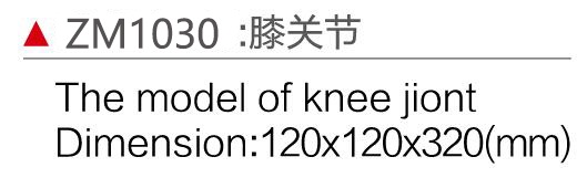 ZM1030 膝关节模型