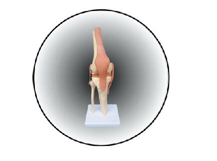 ZM1030 膝关节模型