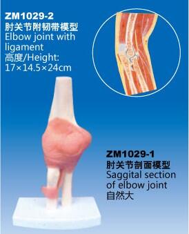 ZM1029-2 肘关节附韧带模型