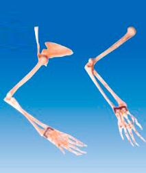 ZM1026-3 手臂骨模型