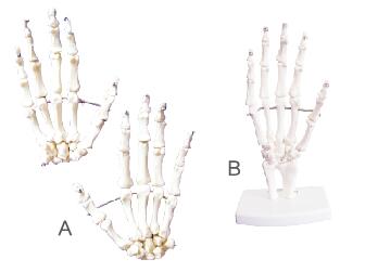 ZM1026-1 学生用手骨模型