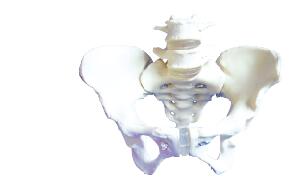ZM1024-1 女性骨盆附第3、4腰椎模型