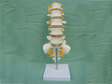 ZM1023-12 5节腰椎带骶骨附突出模型