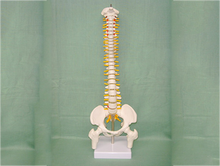 ZM1023-8 脊椎带骨盆腿骨模型