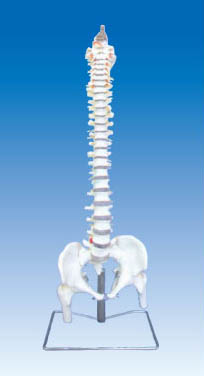 ZM1023-3 脊柱骨、骨盆与股骨头模型