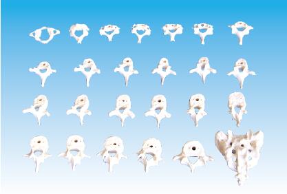 ZM1023-1 颈、胸、腰椎骶骨模型（26块）