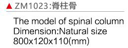 ZM1023 脊柱骨模型