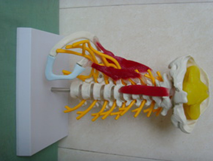 ZM1021-3 高级颈椎肌肉带脑干附神经模型