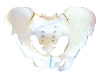 ZM1025 男性骨盆模型