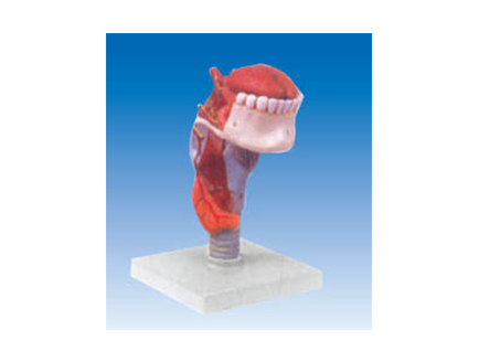 ZM1079-2 喉连舌、牙模型