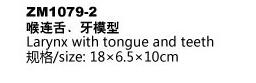 ZM1079-2 喉连舌、牙模型