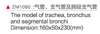 ZM1080 气管、支气管及肺段支气管
