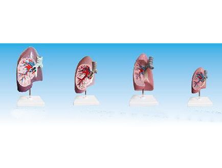 ZM1080-1 支气管右肺解剖模型