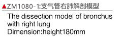 ZM1080-1 支气管右肺解剖模型