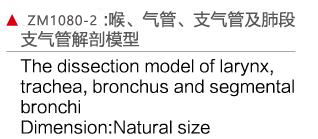 ZM1080-2 喉、气管、支气管、及肺段支气管解剖模型