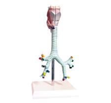 ZM1080-2 喉、气管、支气管、及肺段支气管解剖模型