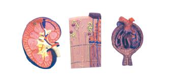 ZM1089-2 肾脏、肾单位、肾小球放大模型