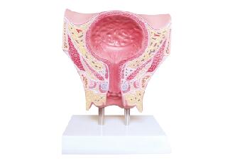ZM1092 女性盆部经膀胱冠状切模型