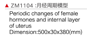 ZM1104 月经周期模型