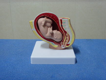 ZM1110-1 女性盆腔带娠妊解剖