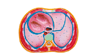 ZM1116 胸腔横段