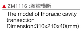 ZM1116 胸腔横段