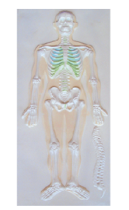ZM1118-1 人体骨骼系统浮雕