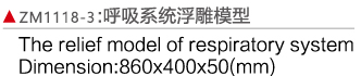 ZM1118-3 人体呼吸系统浮雕