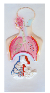 ZM1118-3 人体呼吸系统浮雕