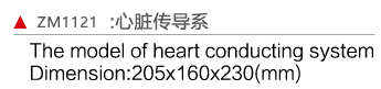ZM1121 心脏传导系