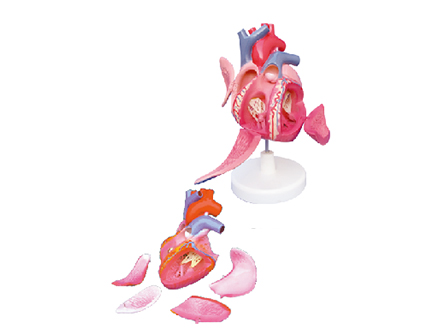 ZM1121 心脏传导系