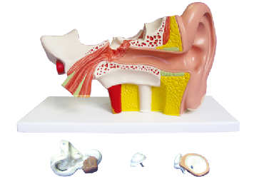 ZM1130-1 耳（外、中、内）解剖放大