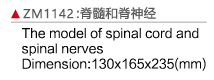 ZM1142 脊髓和脊神经