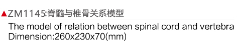 ZM1145 脊髓与椎骨关系