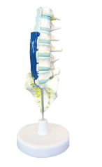 ZM1146 腰骶椎解剖与脊神经关系模型