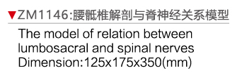 ZM1146 腰骶椎解剖与脊神经关系模型