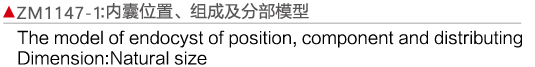 ZM1147-1 内囊位置、组成及部分模型