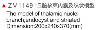 ZM1149 丘脑核束内囊及纹状体模型