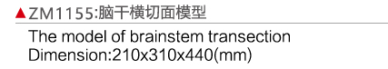 ZM1155 脑干横切面